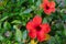 Vivid red hibiscus flower with green leaves is growing on a bush in summertime.