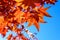 Vivid red and orange leaves of Acer platanoides or Norway maple tree, towards clear blue sky in a garden during a sunny autumn day