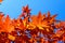 Vivid red and orange leaves of Acer platanoides or Norway maple tree, towards clear blue sky in a garden during a sunny autumn day