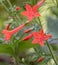 Vivid Red-Orange Standing Cypress Flowers