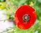 Vivid red poppy flower rich in pollen