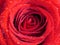 Vivid red rose background close up. Single red rose covered with water rain dew drops. Flower. Background.
