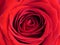 Vivid red rose background close up. Single red rose. Flower. Background.