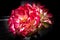 Vivid red rose blooming against a stark black background