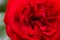 Vivid red rose symbolic of love and romance