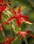 Vivid Red Royal Catchfly Flower Closeup