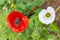 Vivid red and silver white poppy flowers