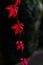 Vivid red Virginia creeper Parthenocissus quinquefolia. against dark background.