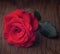 A vivid romantic red rose with green petals