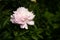 Vivid rose color Peony, Paeonia in the garden
