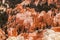 Vivid Sandstone Rocks At Bryce Canyon, USA