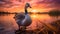 Vivid And Saturated Colors: The Goose At Sunset - Uhd Image