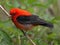 Vivid scarlet-colored avian creature perched atop a tree branch