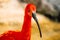A vivid Scarlet Ibis stands gracefully in water, its vibrant plumage reflecting on the surface