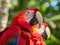 Vivid Scarlet Macaw Close-up