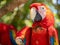 Vivid Scarlet Macaw Portrait