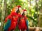 Vivid Scarlet Macaws in Natural Habitat