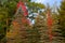 Vivid Scarlet Red Leaves in Autumn