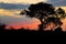 Vivid shot of the silhouette of a tree and plants on background of the sunset