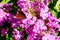 Vivid spotted orange butterfly on the bright purple phlox flower