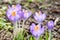 Vivid spring blooming crocuses or saffron sun backlit flowers