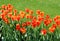 Vivid spring tulips