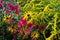 Vivid summer bloom of Aster, Black-eyed Susan and Goldenrod in sunlight