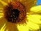 Vivid sunflower with vibrant brown center stamens