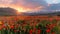 Vivid sunset poppy field on a summer evening with snow capped mountains in the distance