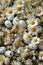A vivid tapestry of dotted and white eggs and daisies, as well as plains flowers, a charming nod to farm life and Easter
