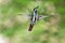 Vivid, tropical hummingbird hovering in the air facing camera