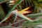 Vivid tropical trendy glitch surreal strelitzia flower and floral background