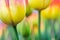 Vivid tulip flowers at blur background