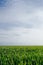 Vivid vibrant green grass wheat field closeup perspective view on blue sky background on nice spring day