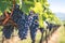 Vivid vineyard scene dark grapes hanging on lush green vines