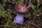Vivid violet Mushroom