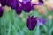 Vivid violet tulips