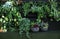 A vivid wall full of green house plants