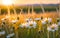 Vivid Wildflower Cluster Sprawling Across an Untamed Meadow - Basking Under the Warm Glow