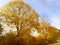 Vivid yellow autumn fall in the park. Colourful trees in the street against blue sky.