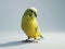 Vivid yellow budgerigar standing on a light blue background, showcasing its vibrant plumage and cheeky deme.