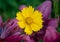 Vivid Yellow Coreopsis Flower With Rosy Pink Lilies