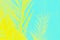 Vivid yellow date palm leaves on aquamarine color background