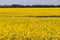 Vivid yellow flowers in a beautiful canola field.