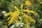 Vivid yellow goldenrod flowers in autumn