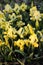 Vivid yellow iris flowers growing on flowerbed in garden