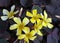 Vivid Yellow Oxalis Bronze-veined Flowers