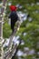 Vividly colored Magellanic woodpecker in Chile, vertical