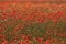 Vividly colored poppy field