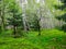 Vividly green forest in GÃ³ry Stolowe in Poland.